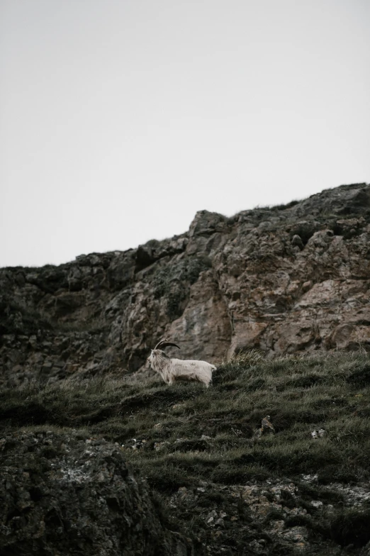 a goat is sitting alone in the grass