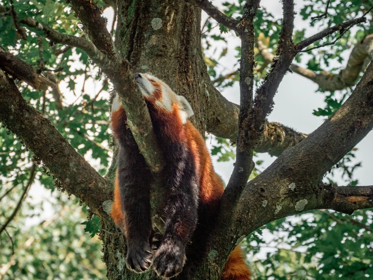 a red panda climbing up the nches of a tree