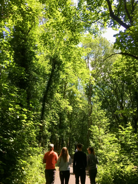 people walk down the pathway through the forest