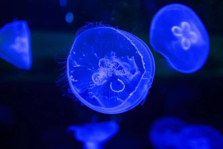 blue jelly fish floating in the dark water