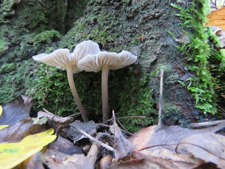 a group of mushrooms stand between mossy, green moss