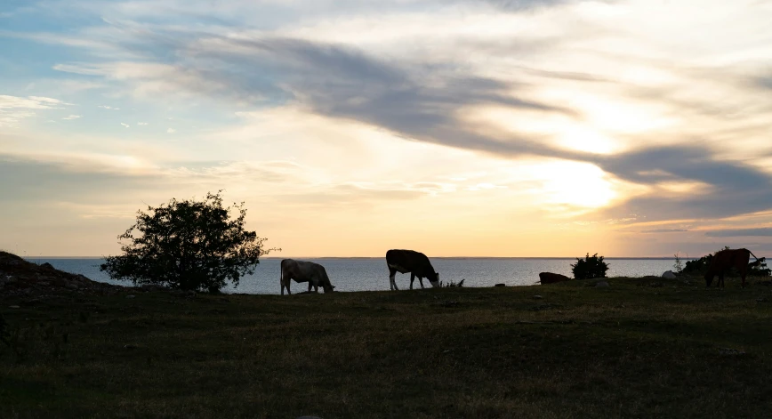 cows eating grass with a lake in the distance