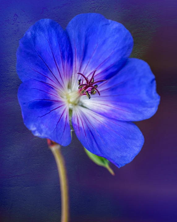 a blue flower with very thin stems and red centers