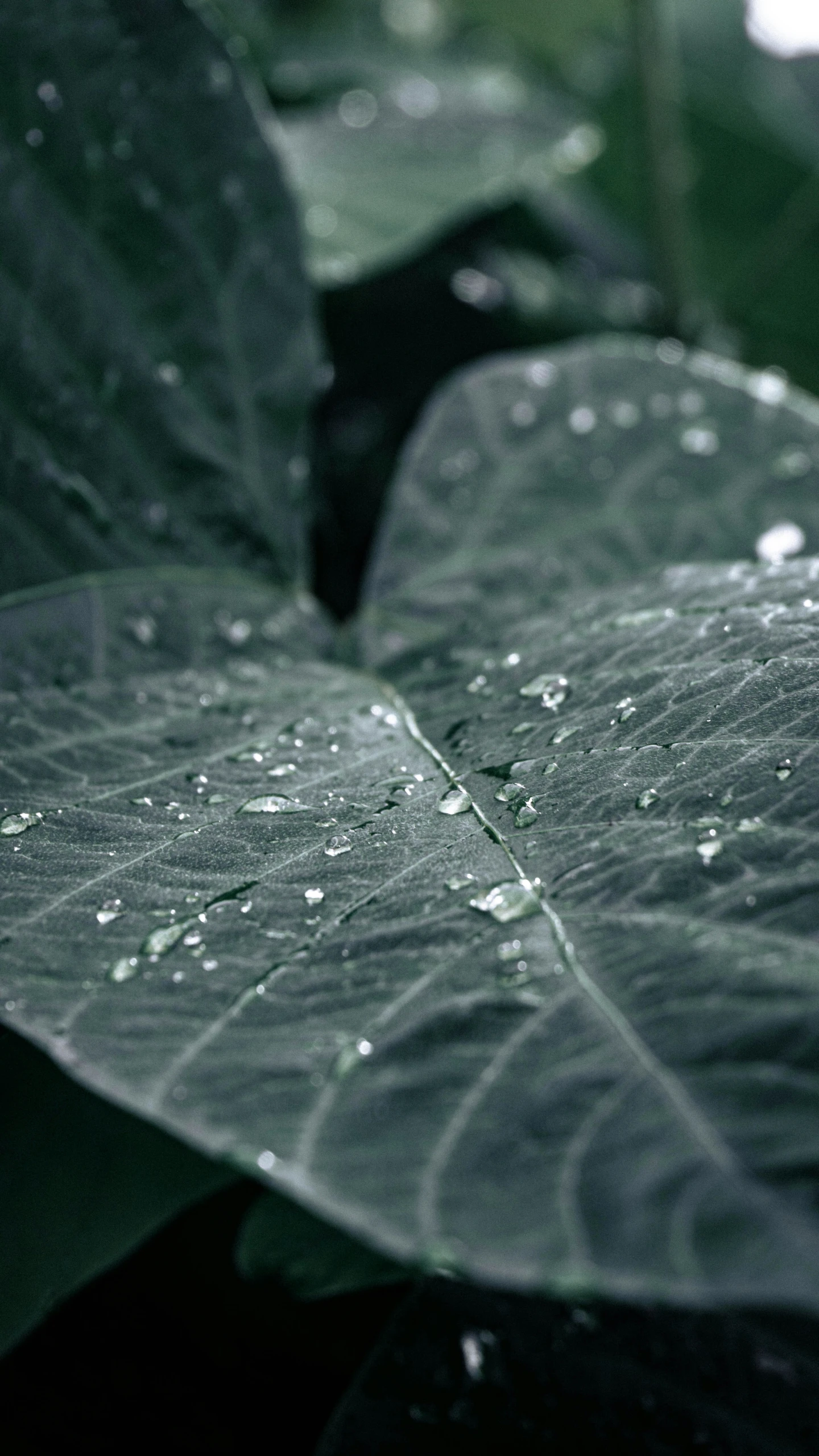 there is a leaf that is very close up