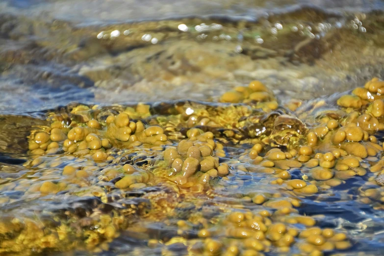 there are little rocks in the water that are filled with stuff