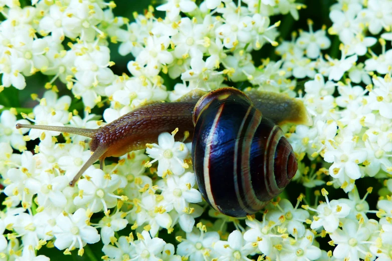 there is a beetle on the flower, not all flowers