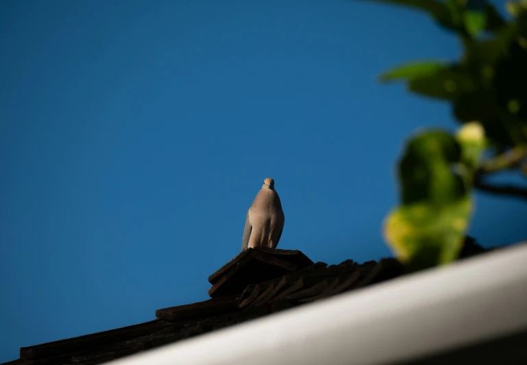 the white bird is standing on top of a roof