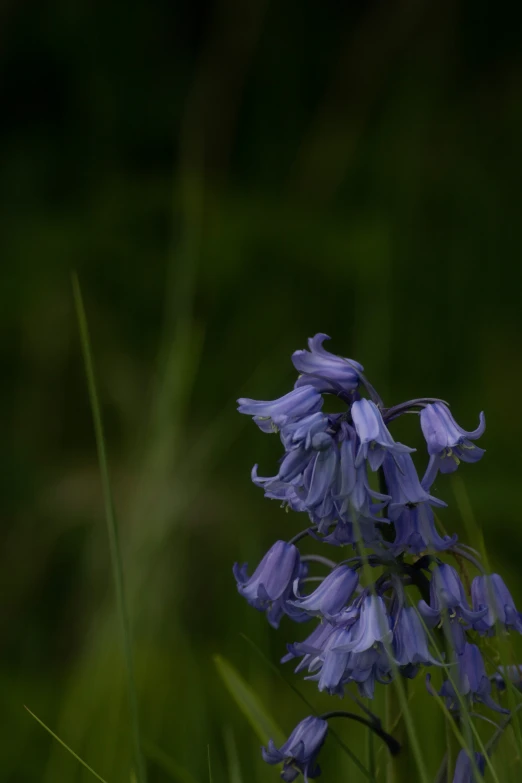 a large group of purple flowers sitting in the grass