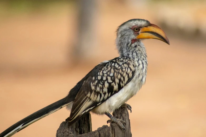 a small bird sits on the top of a piece of wood