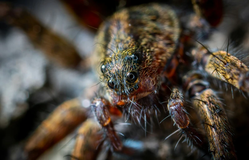 a macro picture of the face and head of a large spider