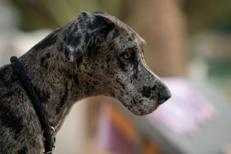 there is a close up view of a dog on the collar