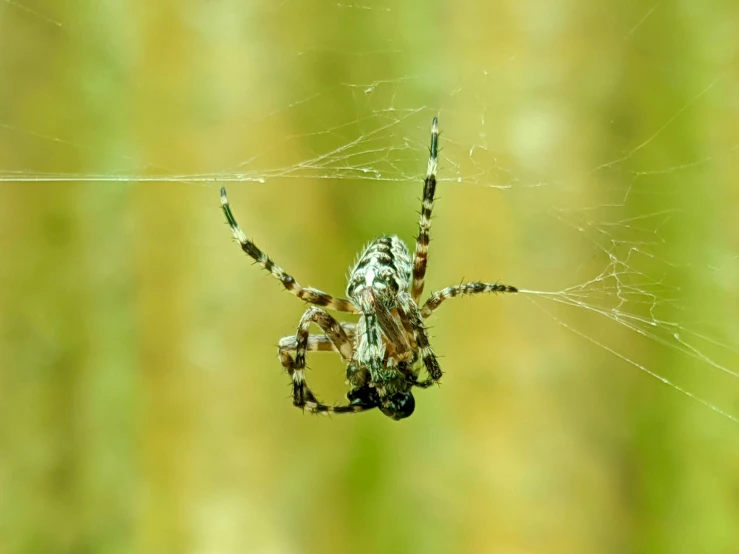 a large spider sitting on top of a web