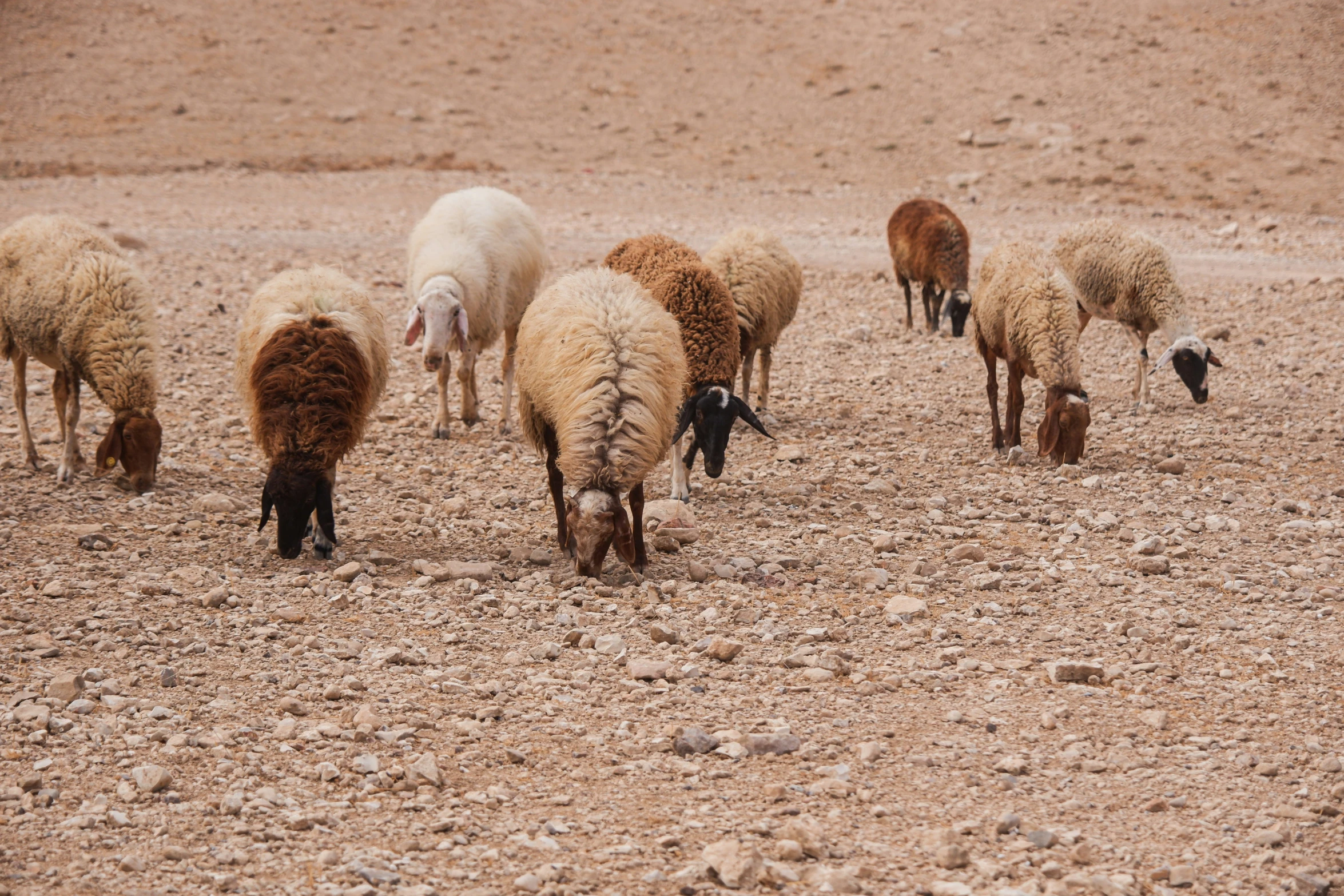 a group of sheep graze on a dirt field