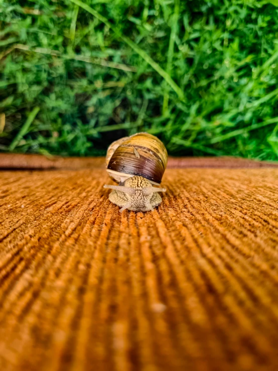 snail walking on wooden floor in front of grassy area