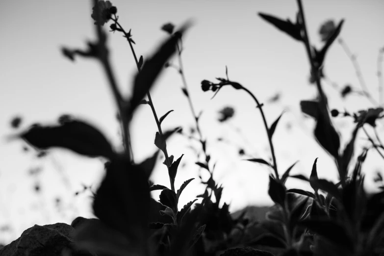 black and white image of flower and plant silhouetted against gray skies