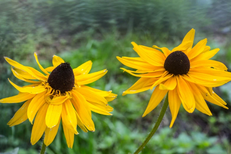 two flowers with very large petals in the middle