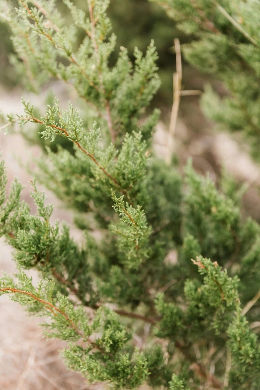 several green bushes with small leaves on them