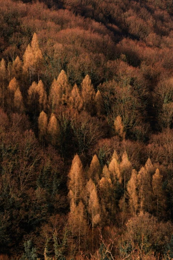 aerial view of forest with lots of trees in autumn