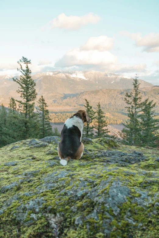 the dog is watching the mountains with the sky and clouds