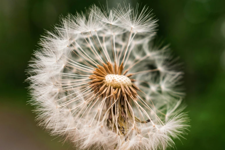 the dandelion is very large and ready to be planted