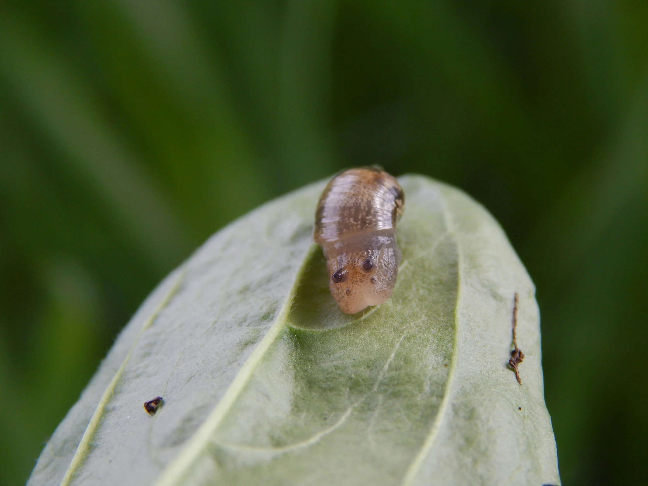 a bug on a green leaf with leaves and grass in the background