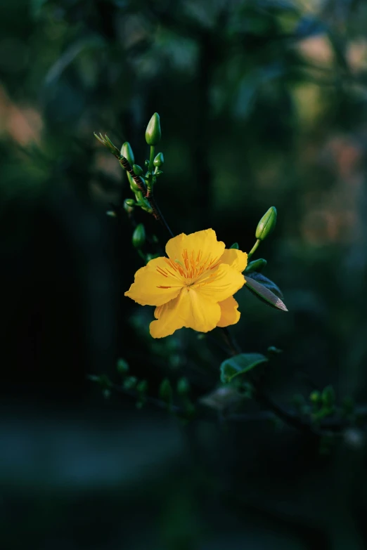 a large yellow flower on the end of a nch