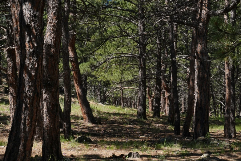 the large amount of trees are visible in this image