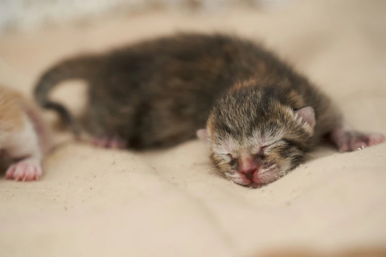 two small kittens sleeping on top of a bed