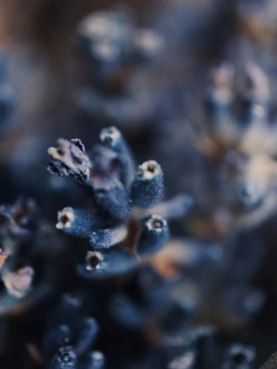 an up close s of a plant with many flowers