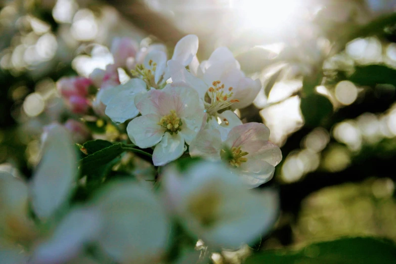 a bunch of blossoms with bright sun shining behind