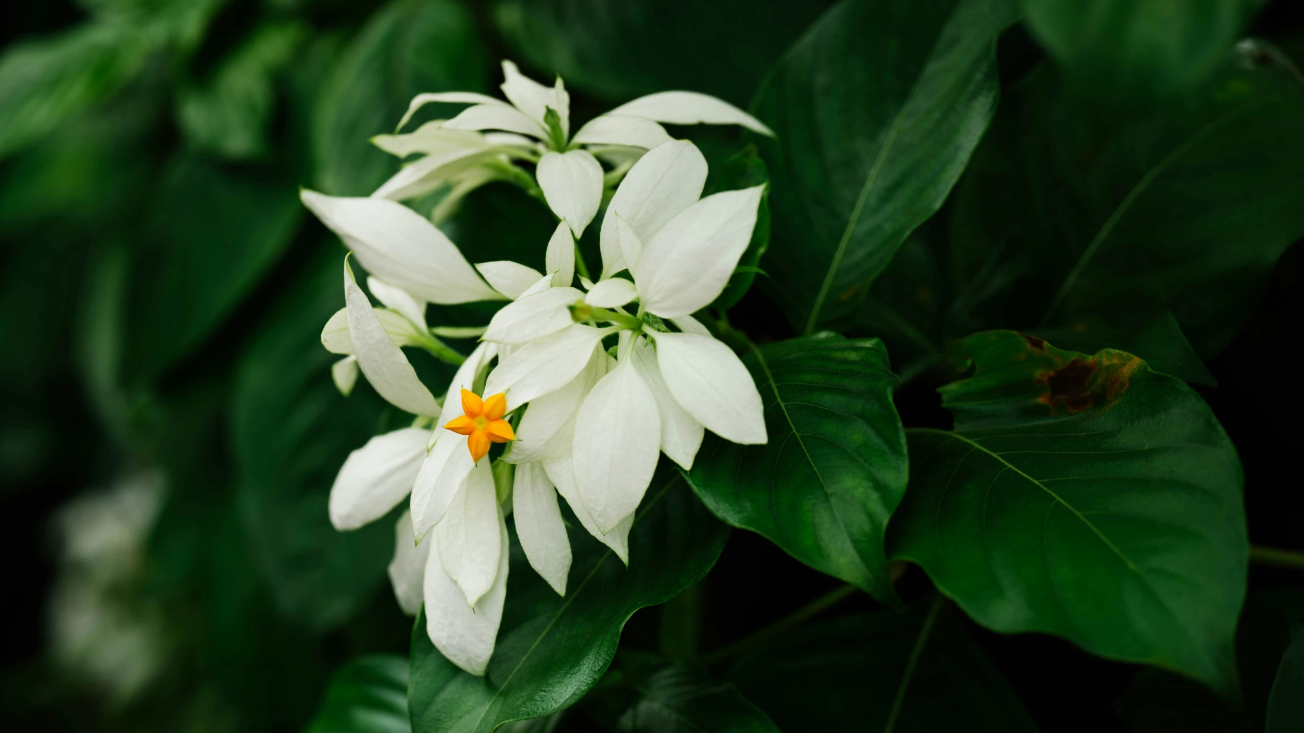 white flower with an orange stamen sits on some green leaves