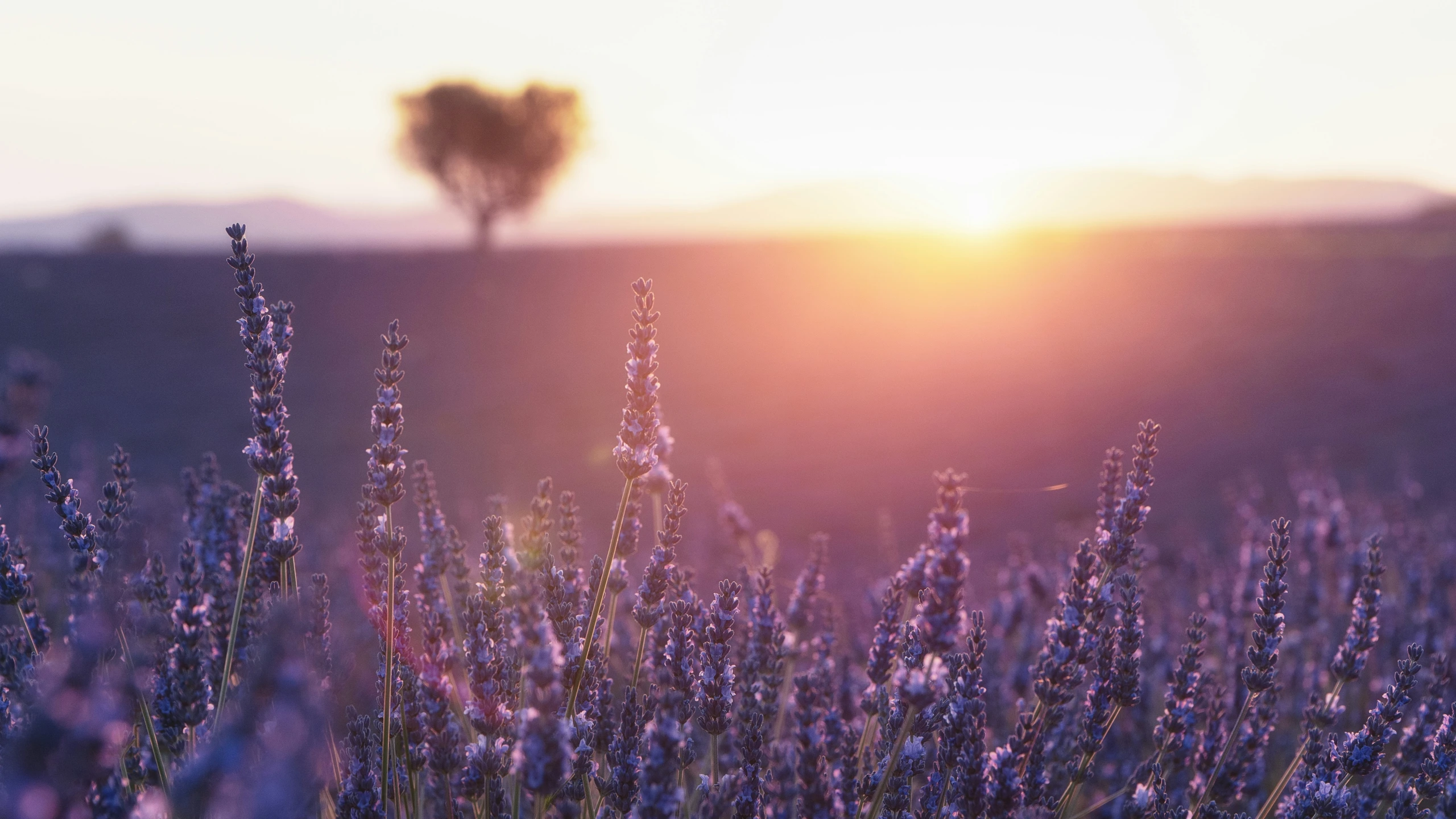 lavender plants at sunset in the background of a meadow