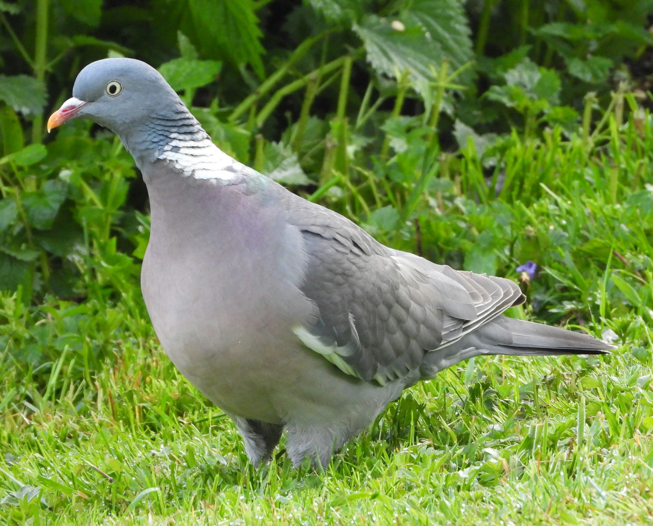 the bird is standing on the grass next to the bush