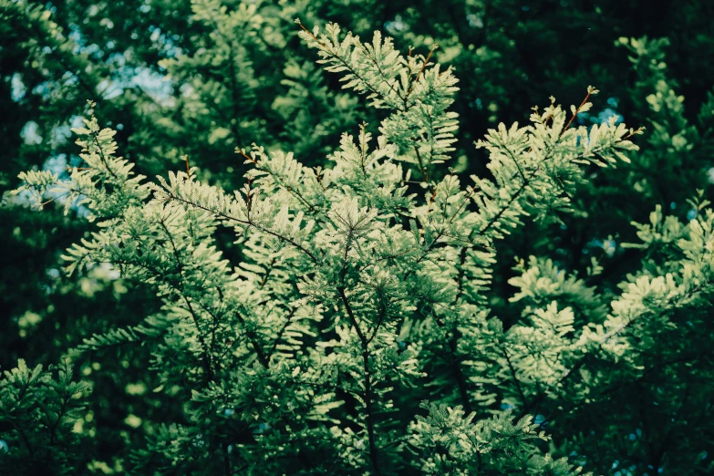 some trees that are next to each other