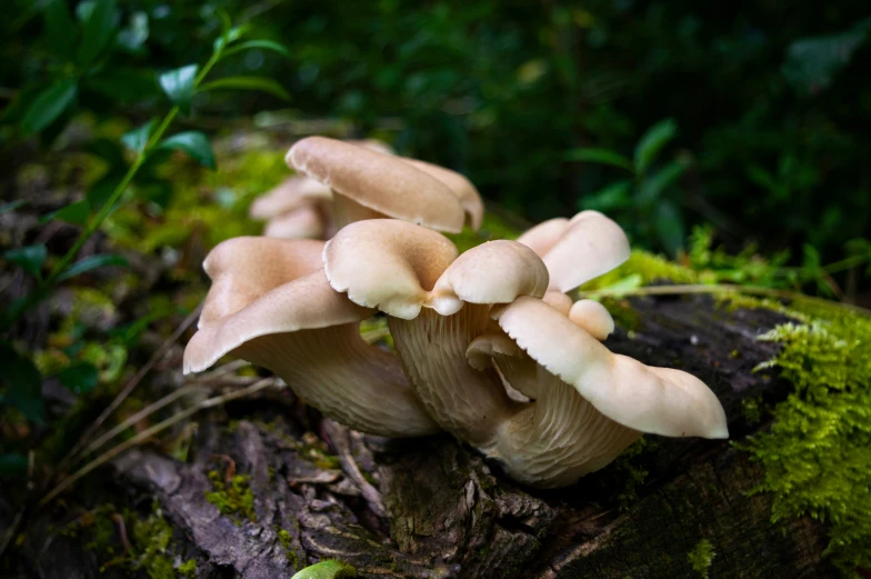 mushrooms growing on the side of a tree trunk