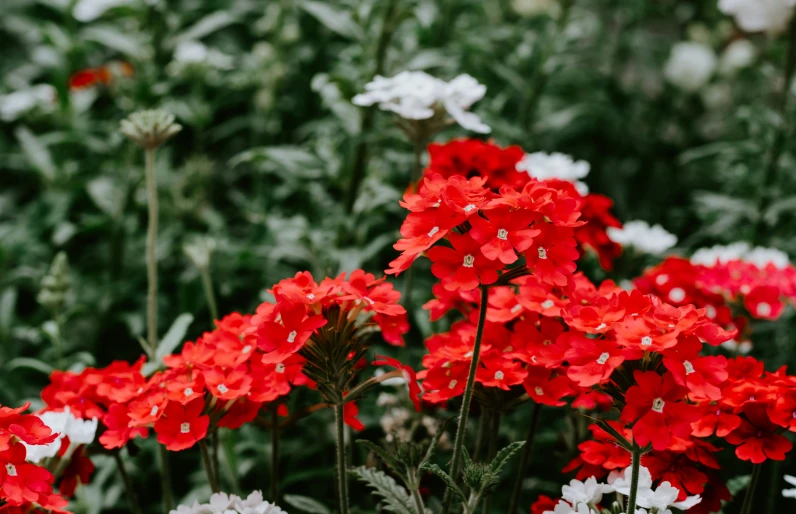 red and white flowers are growing in a garden