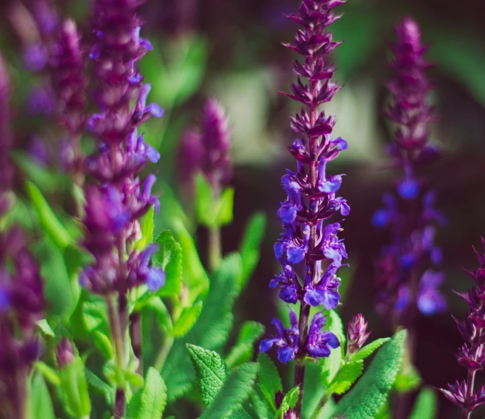 purple flowers in a field are very pretty