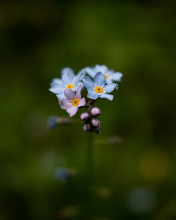 this is a po of a small flower