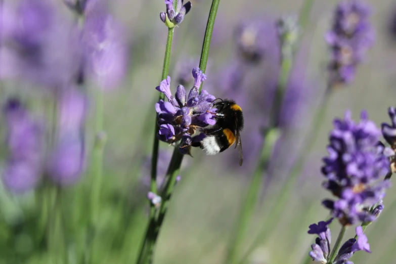 a bum is standing on top of a purple flower