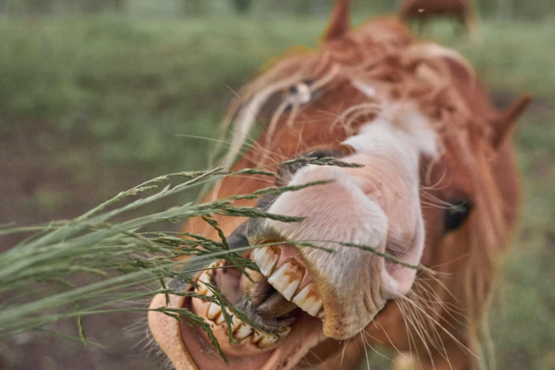 a close up of a horse with its teeth showing