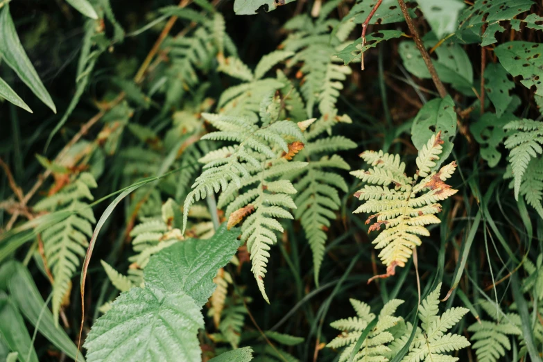 closeup of a leaf in the trees that is growing