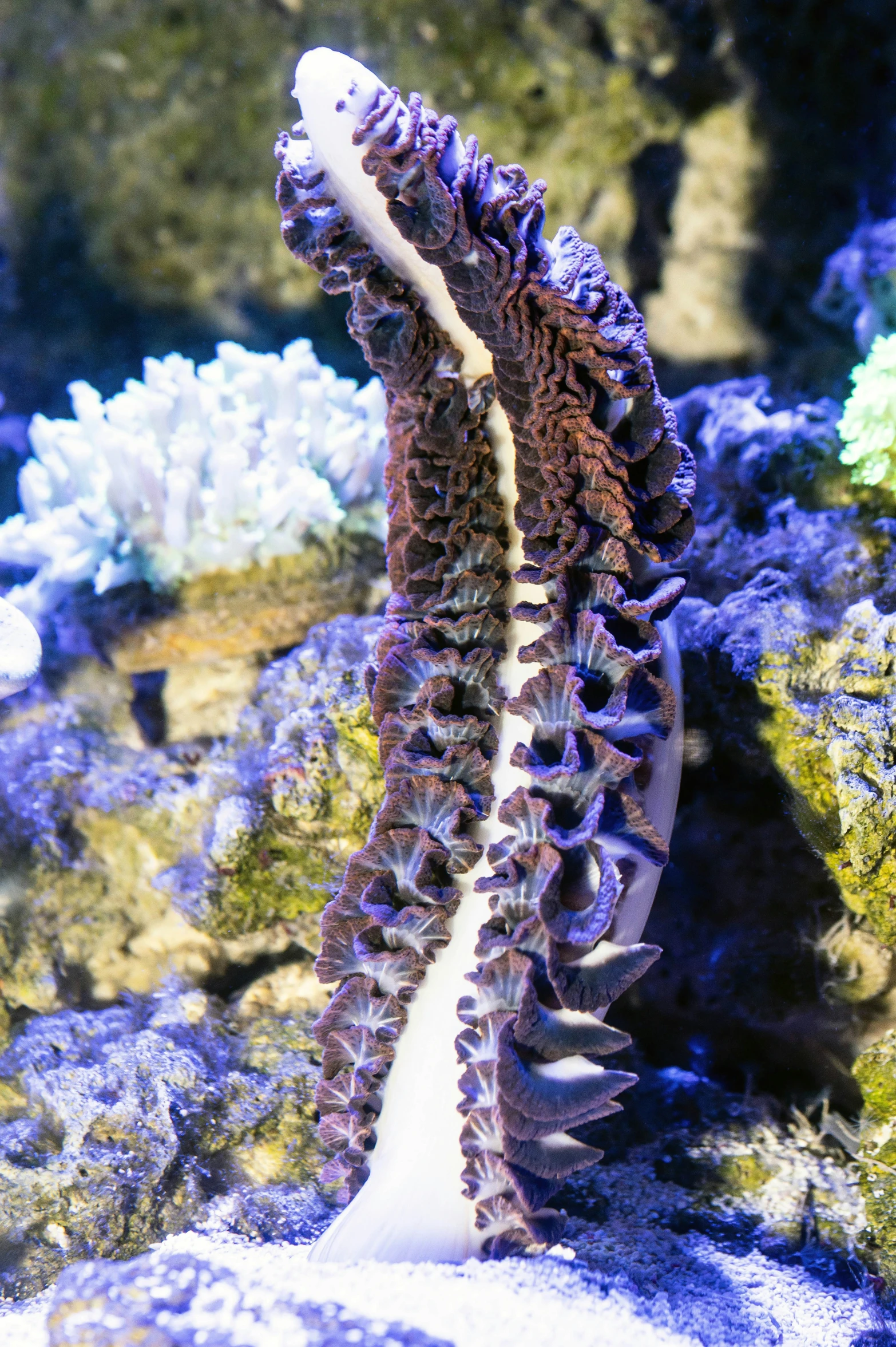 a coral with a very large, narrow fish tail