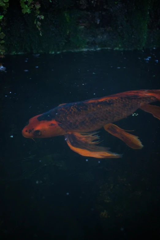 an orange fish swimming in the water with other creatures