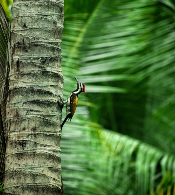 a woodpecker on a tree trunk in the middle of leaves