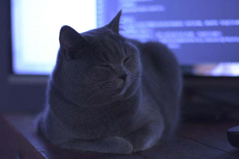 a cat laying on the floor next to a tv