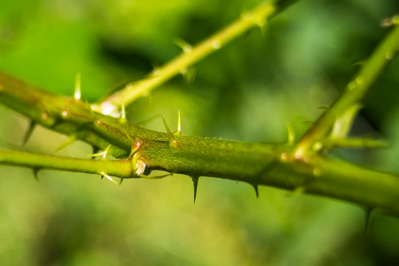 closeup of the needles and needled growth of the young plant