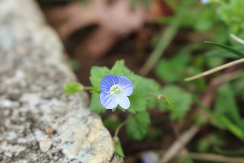 a small blue flower growing out of a rock