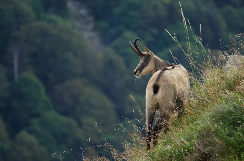 a goat is climbing up the side of a hill