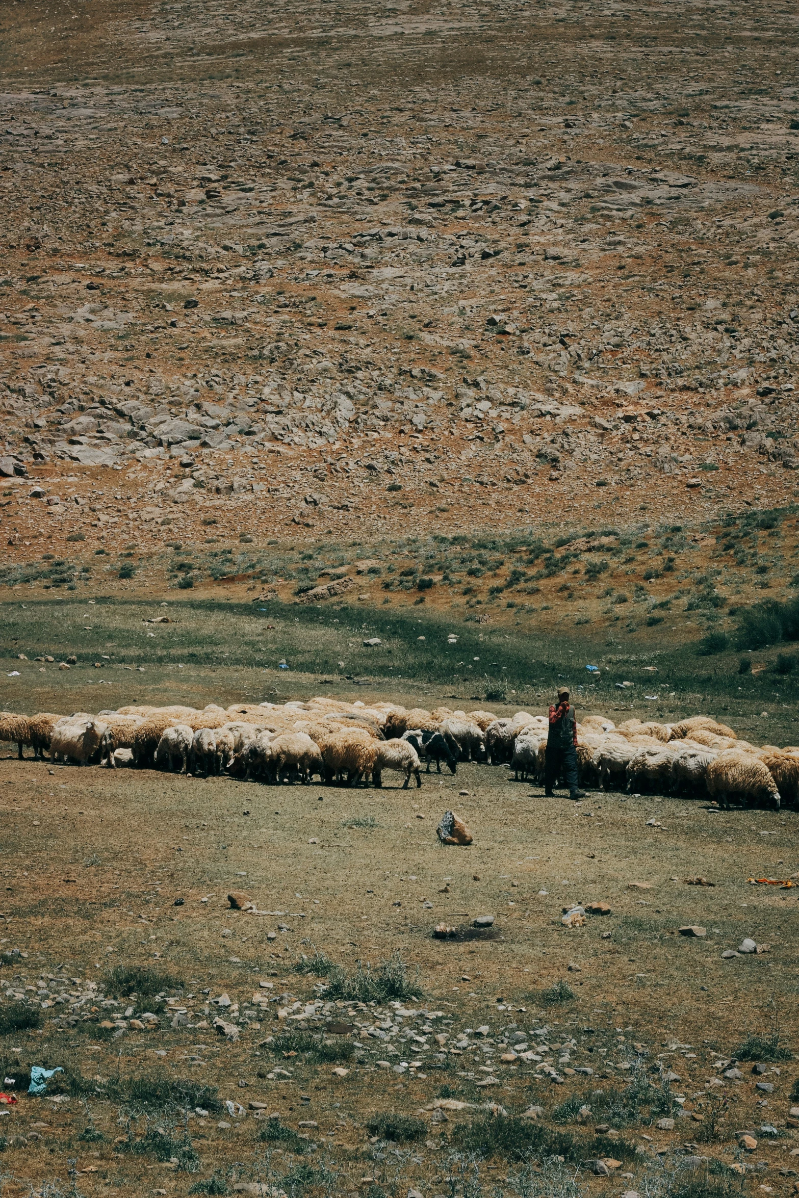 a large herd of sheep walking across a grass covered field