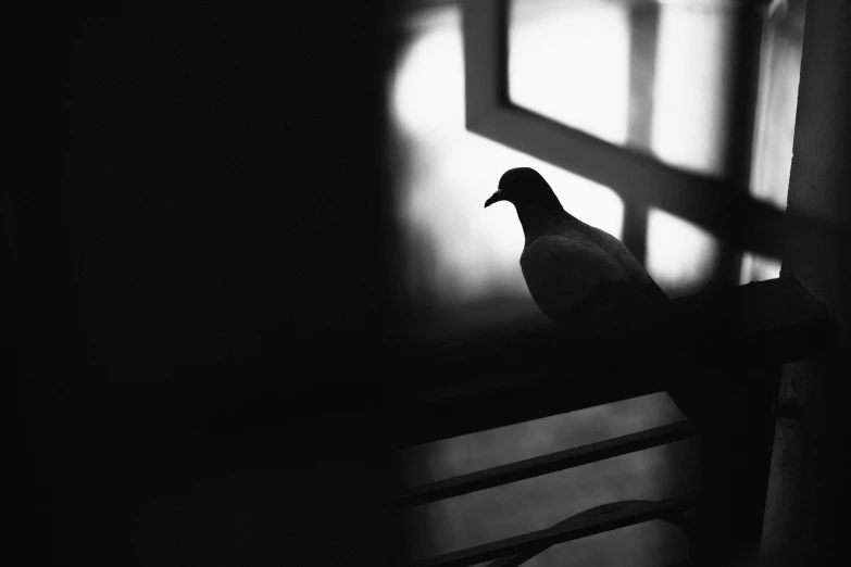 a pigeon sitting on a bench near a window